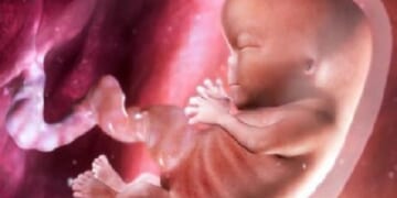 We are Fighting for The People of the Womb