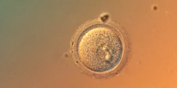 In a first, scientists edit human embryo genes with startling precision