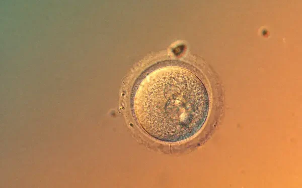 In a first, scientists edit human embryo genes with startling precision