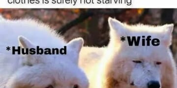 Sunday funnies