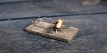 New Oregon Measure Would Criminalize Hunting, Fishing — and Even Standard Mouse Traps