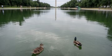 Trump Blames Vandals After $14.2 Million Reflecting Pool Renovation Turns Green and Peels