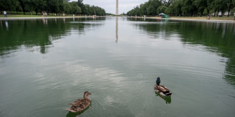 Trump Blames Vandals After $14.2 Million Reflecting Pool Renovation Turns Green and Peels