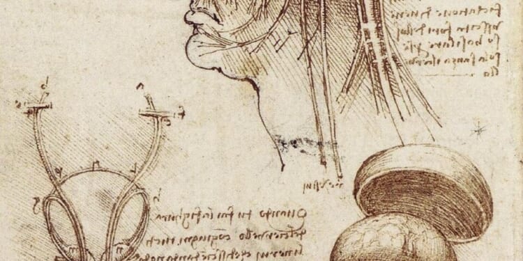 The Bifurcated Brain - The Catholic Thing