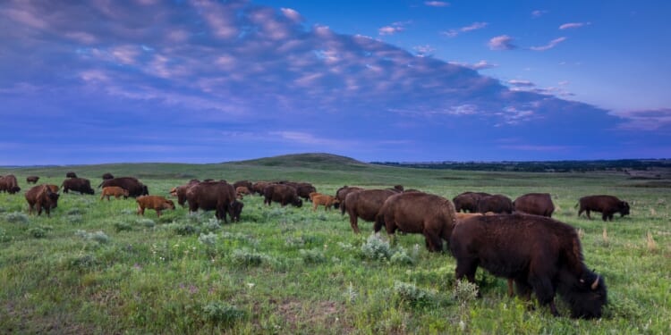 Leftists’ “Land Acknowledgments”: If the Land Is Stolen, When Will They Return It?