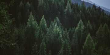 Town in Quebec, Canada, Recognizes “Right to Life” for … Trees