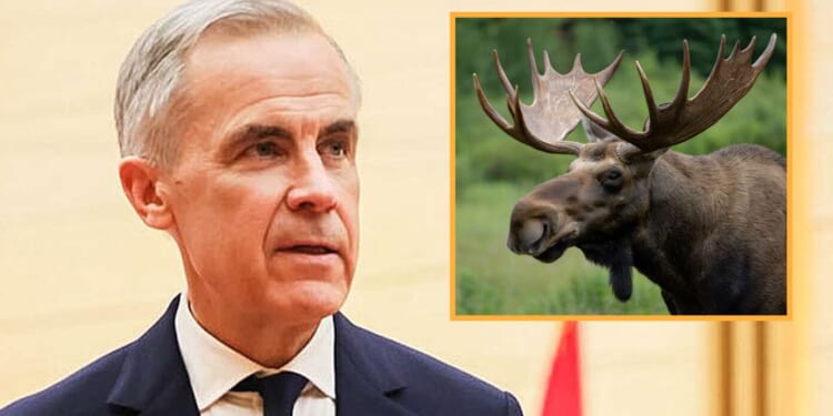 Image for article: Canada Vows To Retaliate Against Trump With Crippling Moose Tariff