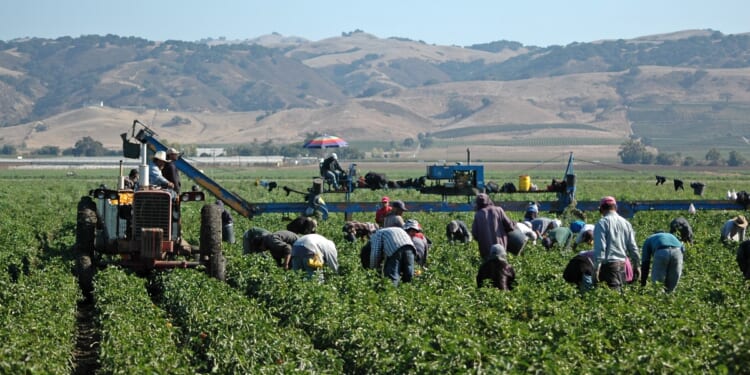 Congressional Republicans Push Amnesty for Illegal Farmworkers