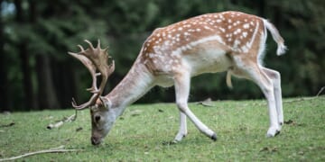 Follow the “Science”? Michigan Legalizes Deer Feeding — but Not for Hunters