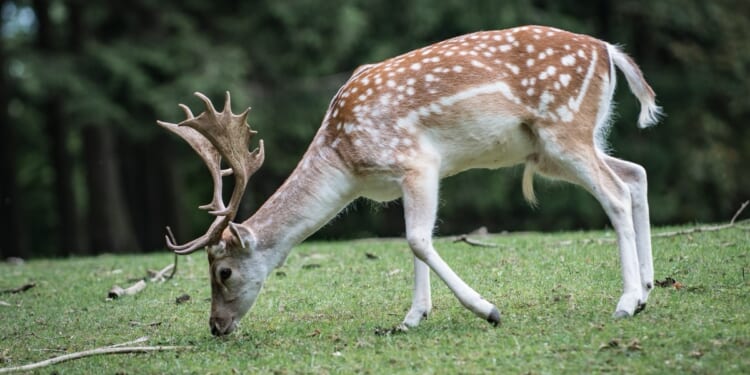 Follow the “Science”? Michigan Legalizes Deer Feeding — but Not for Hunters