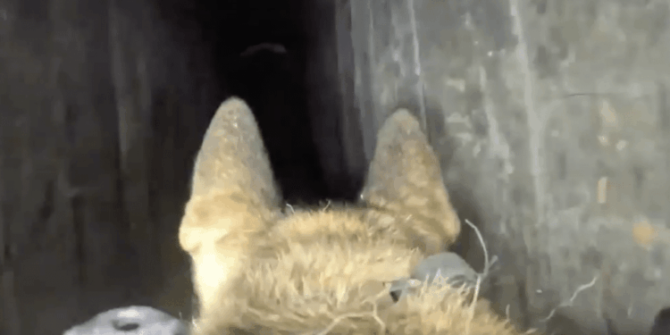 IDF Dog Finds Dozens of Rockets in Gaza Tunnel