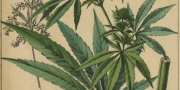 Some Thoughts on Stoner Alley