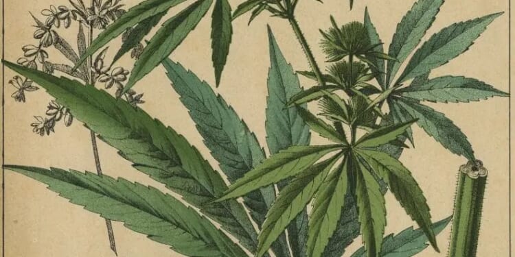 Some Thoughts on Stoner Alley