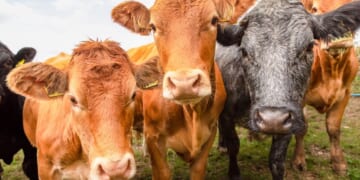 Trump Rejects UN Farm Declaration, Seeks UN “Free Speech” Declaration
