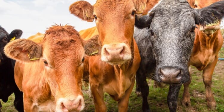 Trump Rejects UN Farm Declaration, Seeks UN “Free Speech” Declaration