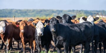 Trump’s “Highest Quality” Mystery Beef: Safety Questions Mount