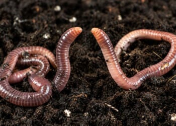 Image for article: Worm Girl Asks Worm Boyfriend If He'd Still Love Her If She Were A Human