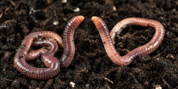 Image for article: Worm Girl Asks Worm Boyfriend If He'd Still Love Her If She Were A Human