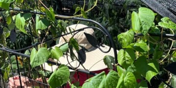 Neither heat, not hotter heat, nor the hottest heat of all will stay this gardener from her appointed rounds