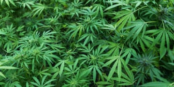 Idaho Ballot Measure Would Lock Out Companies Looking to Legalize Weed